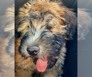 Soft Coated Wheaten Terrier Puppy for sale in WICKENBURG, AZ, USA