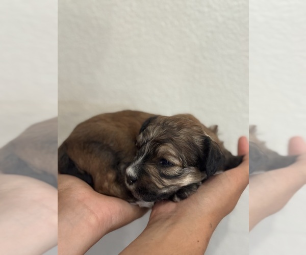 Medium Photo #7 Bernedoodle (Miniature) Puppy For Sale in LONGMONT, CO, USA