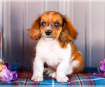 Small Photo #49 Dachshund Puppy For Sale in WAKARUSA, IN, USA