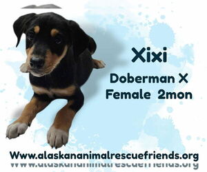 Doberman Pinscher-Unknown Mix Dogs for adoption in Anchorage, AK, USA