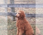 Small Photo #1 Goldendoodle Puppy For Sale in NORTH VERNON, IN, USA