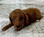 Small Photo #14 Goldendoodle (Miniature) Puppy For Sale in PENSACOLA, FL, USA