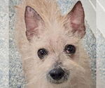 Small #1 Chihuahua Mix