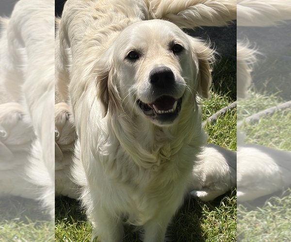 Medium Photo #3 English Cream Golden Retriever Puppy For Sale in GENOA CITY, WI, USA