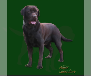 Father of the Labrador Retriever puppies born on 05/08/2026