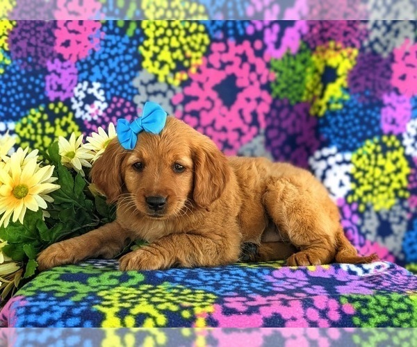 Medium Photo #2 Goldendoodle (Miniature) Puppy For Sale in OXFORD, PA, USA