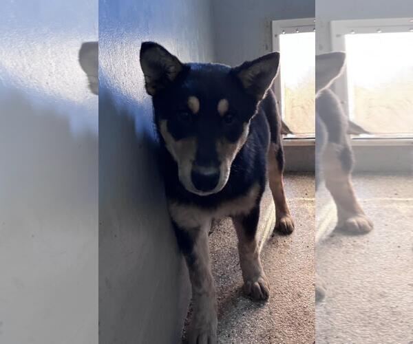 Medium Photo #5 Siberian Husky-Unknown Mix Puppy For Sale in Incline Village, NV, USA