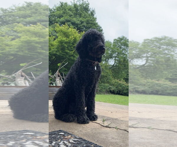 Medium Photo #2 Labradoodle Puppy For Sale in Mobile, AL, USA