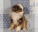 Small #13 Miniature Australian Shepherd