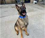 Small German Shepherd Dog