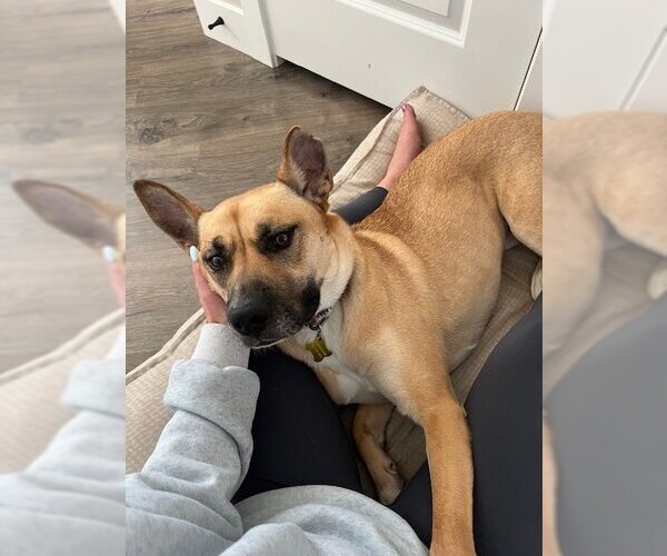 Medium Photo #8 German Shepherd Dog-Unknown Mix Puppy For Sale in Sandy, UT, USA