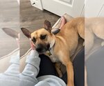 Small #7 German Shepherd Dog Mix