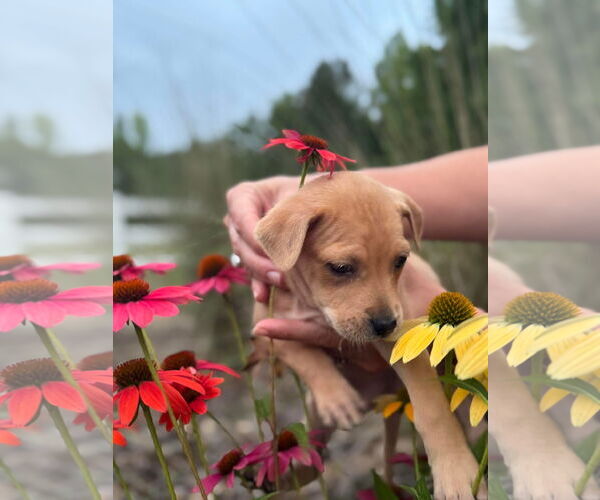 Medium Photo #13 Labrador Retriever-Unknown Mix Puppy For Sale in Holly Springs, NC, USA