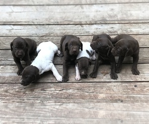 German Shorthaired Pointer Puppy for sale in BURLINGTON, MA, USA