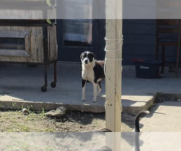 Medium Photo #1 Mutt Puppy For Sale in San Antonio, TX, USA