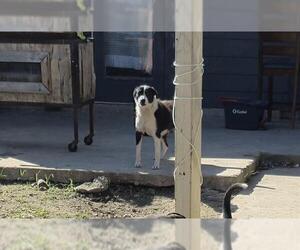 Mutt Dogs for adoption in San Antonio, TX, USA