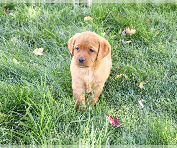 Medium Photo #4 Labrador Retriever Puppy For Sale in SYRACUSE, IN, USA