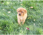 Ruby - Female Labrador Retriever Puppy for Sale - Photo #4