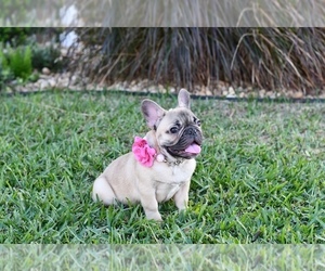 French Bulldog Puppy for sale in HOMESTEAD, FL, USA