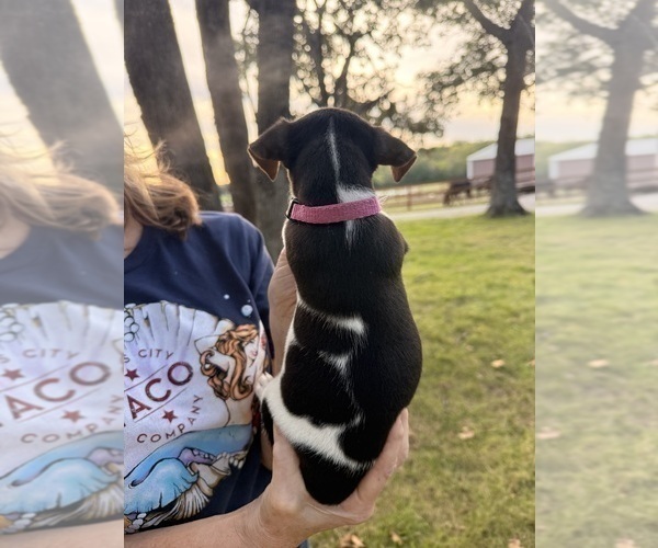 Medium Photo #2 Jack Russell Terrier Puppy For Sale in FREEMAN, MO, USA