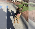 Small #1 German Shepherd Dog