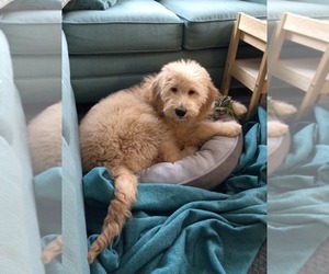Goldendoodle Puppy for sale in MAUMEE, OH, USA