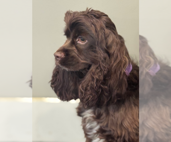 Medium Photo #2 Cocker Spaniel Puppy For Sale in WARSAW, IN, USA