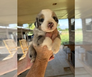 Australian Shepherd Puppy for sale in CALDWELL, TX, USA