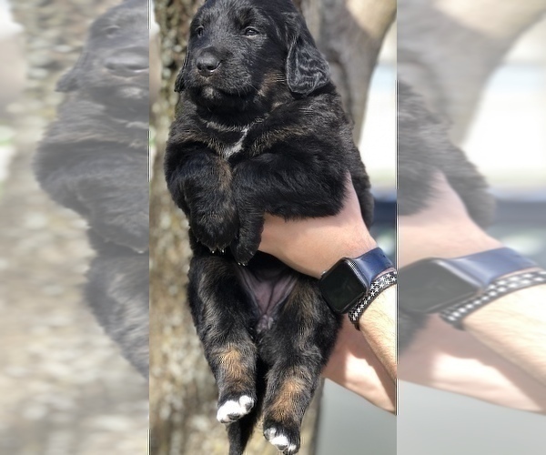 Medium Photo #10 Bernedoodle Puppy For Sale in OVERLAND PARK, KS, USA
