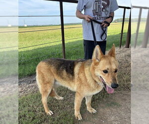 Rock - Male German Shepherd Dog Dog for Adoption - Photo #3