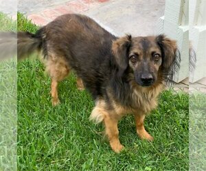 Bambi - Female Colonial Cocker Spaniel-Unknown Mix Dog for Adoption - Photo #3