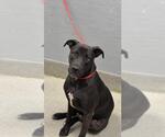 Small American Pit Bull Terrier-Labrador Retriever Mix