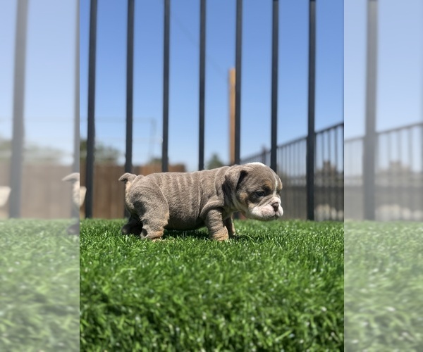 Medium Photo #3 English Bulldog Puppy For Sale in VIRGINIA BEACH, VA, USA