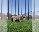 Small #2 English Bulldog