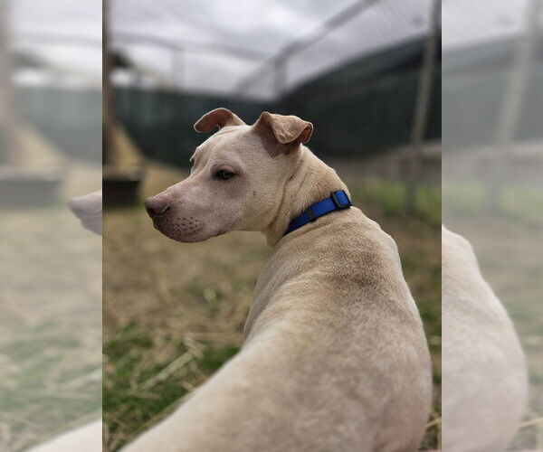 Medium Photo #3 American Pit Bull Terrier Puppy For Sale in Evansville, IN, USA