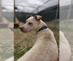Small #2 American Pit Bull Terrier