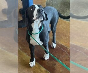 Great Dane-Unknown Mix Dogs for adoption in Texas City, TX, USA