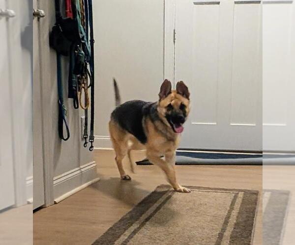 Medium Photo #4 German Shepherd Dog-Unknown Mix Puppy For Sale in La Grange , NC, USA