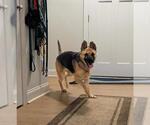 Small #3 German Shepherd Dog Mix