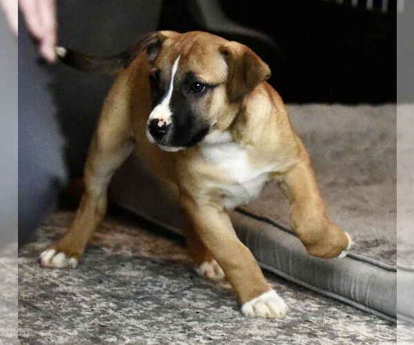 Medium Photo #3 American Bulldog-Labrador Retriever Mix Puppy For Sale in Mechanicsburg, PA, USA