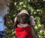 Small Photo #4 Cane Corso Puppy For Sale in BOAZ, AL, USA