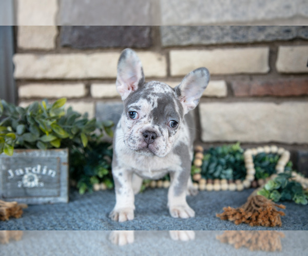 Medium Photo #3 French Bulldog Puppy For Sale in SUGARCREEK, OH, USA