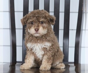 Aussiedoodle Miniature -Poodle (Miniature) Mix Puppy for sale in FREDERICKSBG, OH, USA