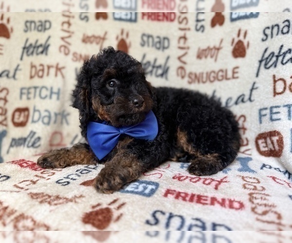 Medium Photo #8 Cockapoo (Miniature) Puppy For Sale in LAKELAND, FL, USA