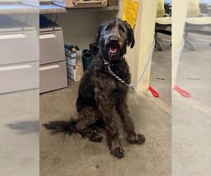 Shepadoodle Dogs for adoption in Santa Cruz, CA, USA