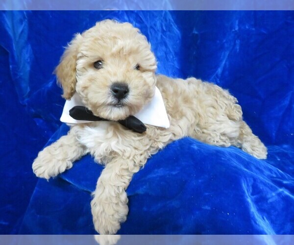 Medium Photo #23 Poodle (Miniature) Puppy For Sale in NORWOOD, MO, USA
