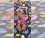 Small Photo #1 Yorkshire Terrier Puppy For Sale in AKRON, OH, USA