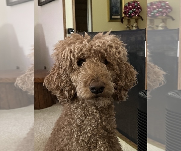 Medium Photo #1 Poodle (Standard) Puppy For Sale in SPRING GROVE, IL, USA