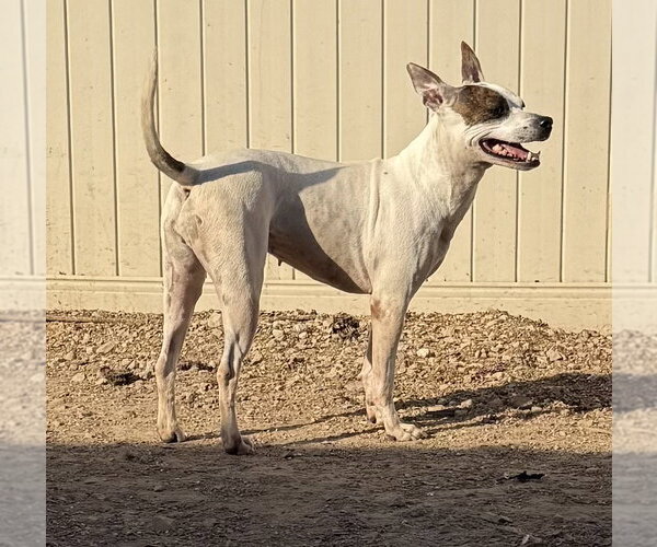 Medium Photo #3 American Pit Bull Terrier-Unknown Mix Puppy For Sale in Corning, AR, USA