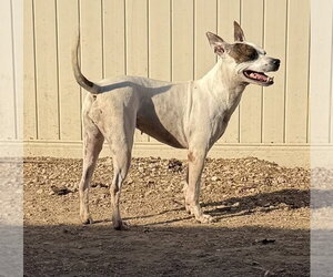 Radar - Female American Pit Bull Terrier-Unknown Mix Dog for Adoption - Photo #3